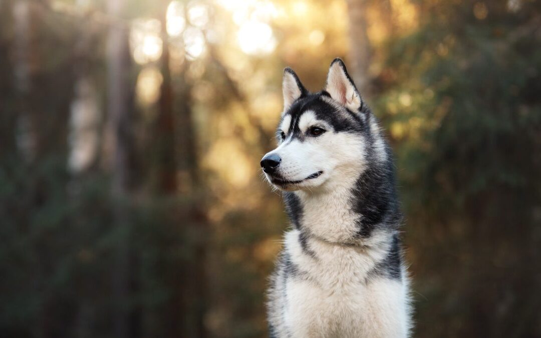 California Leash Laws