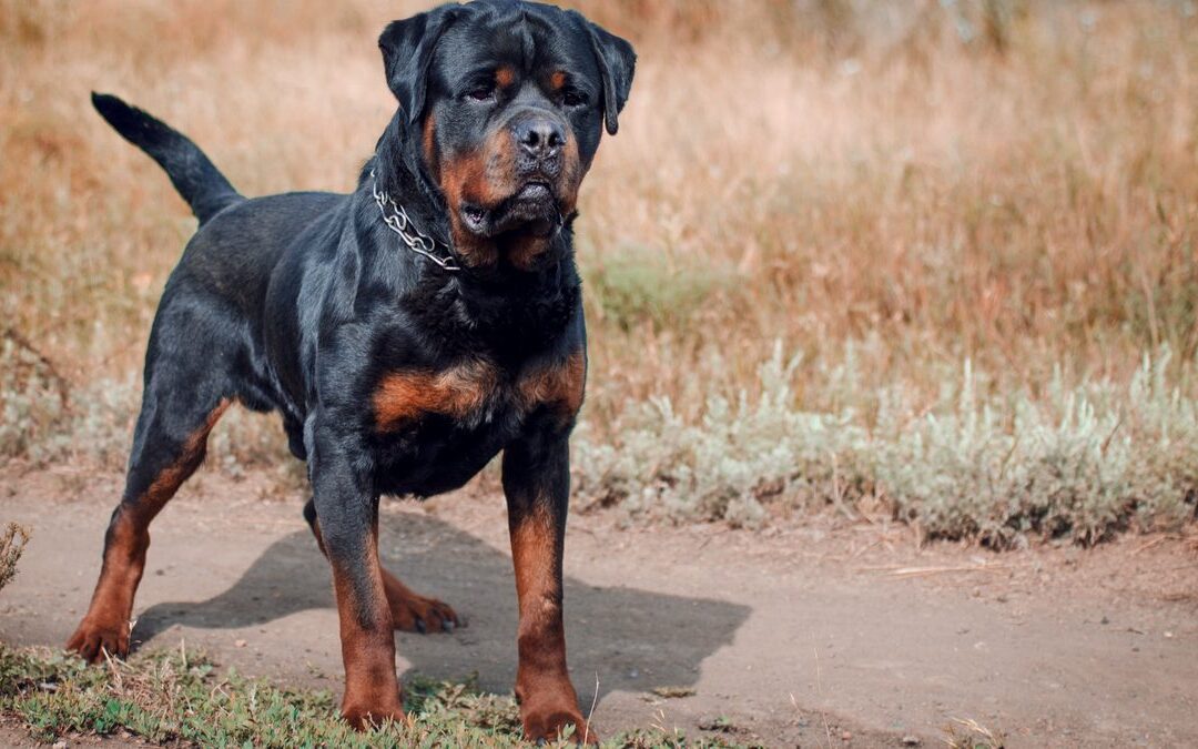 When a Dog Owner May Be Liable for a Bite in California