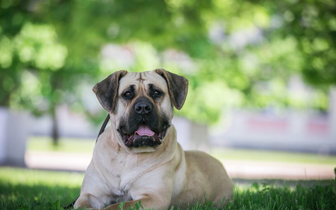What to Do After a Dog Bite in the Sacramento Area